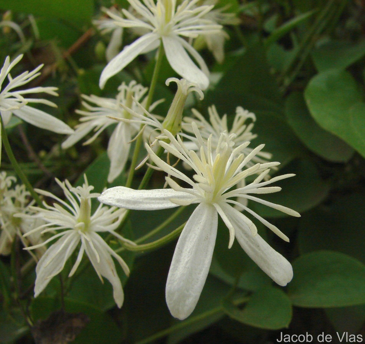 Clematis terniflora DC.